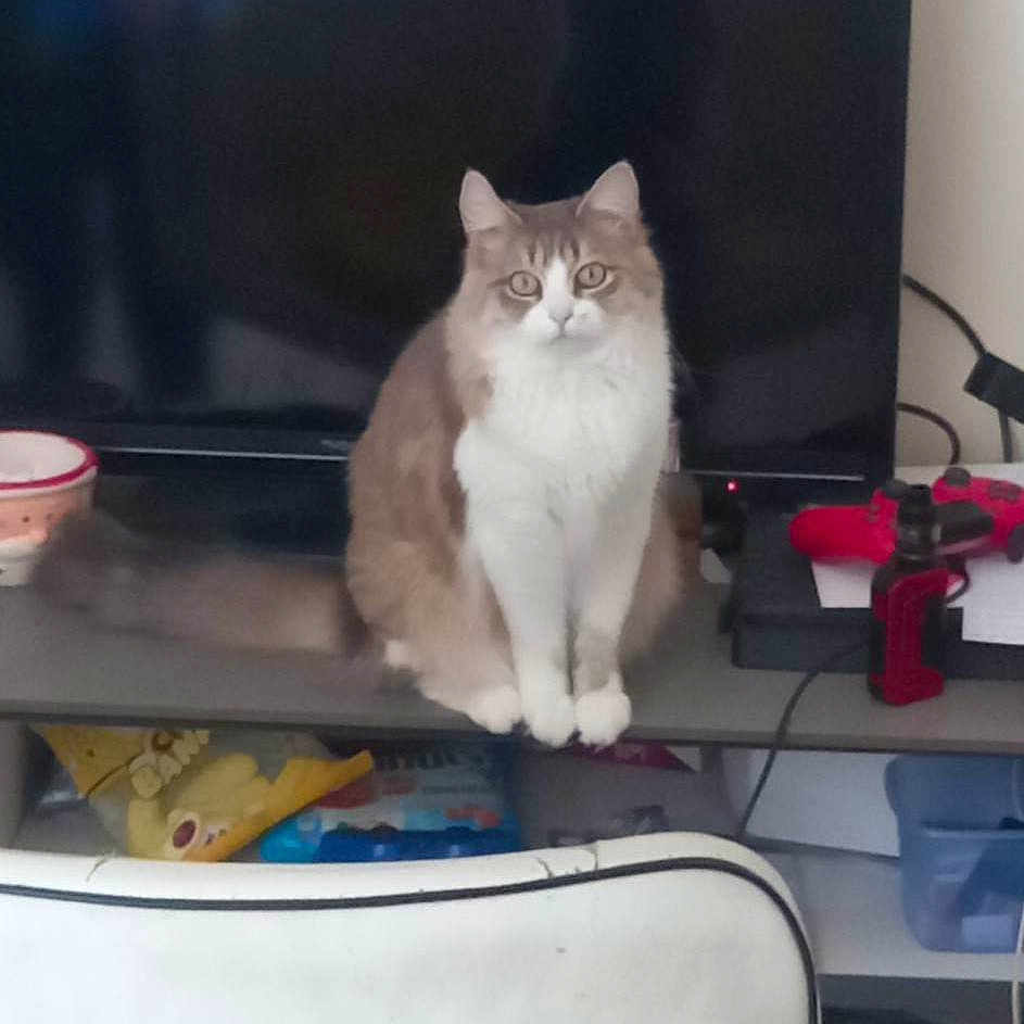 Manzana a rejoint le concours — aidez-le/la à gagner de superbes lots ! animal, cat, computer, computerhardware, computerkeyboard, desk, electronics, furniture, hardware, kitten, laptop, monitor, mouse, pc, pet, plant, pottedplant, screen, table, tv