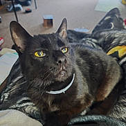 Spooky is registered to the contest to win money with this photo: cat, black_cat, pet, animal, feline, golden_eyes, portrait, close_up, lying_down, relaxed, blanket, bed, indoors, home, living_room, fur, whiskers, ears, collar, cozy