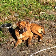 Redd is registered to the contest to win money with this photo: dog, brown_dog, outdoor, sunlight, grass, dirt, water_bowl, pet, animal, canine, nature, resting, lazy, daytime, collar, ears, tail, snout, fur, ground