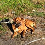 dog, brown_dog, outdoor, sunlight, grass, dirt, water_bowl, pet, animal, canine, nature, resting, lazy, daytime, collar, ears, tail, snout, fur, ground