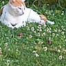 cat, orange_and_white_cat, grass, flowers, plants, outdoor, nature, animal, pet, relaxing, greenery, flora, mammal, resting, feline, garden, leaf, summer, wildlife, peaceful