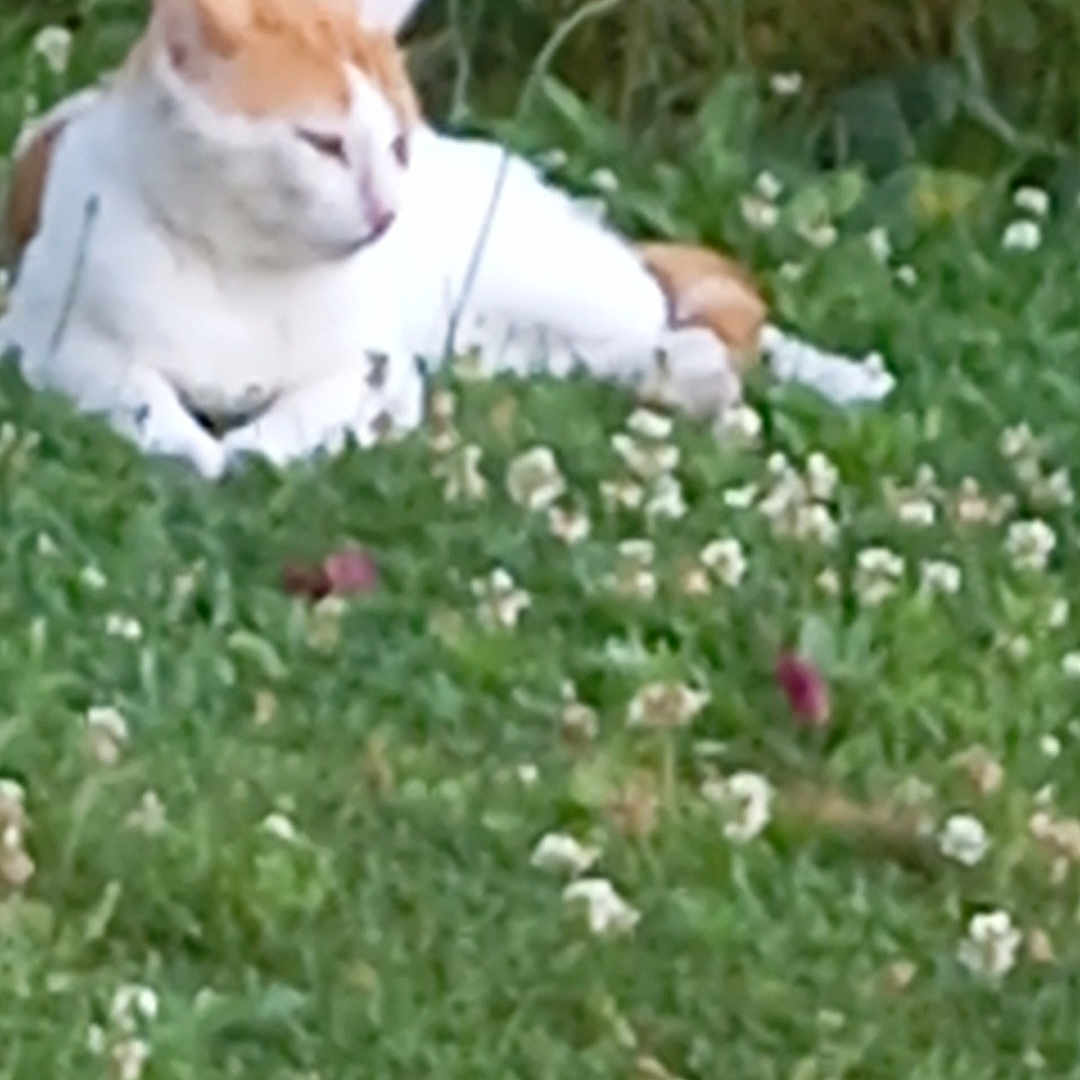 Thiago a rejoint le concours — aidez-le/la à gagner de superbes lots ! cat, orange_and_white_cat, grass, flowers, plants, outdoor, nature, animal, pet, relaxing, greenery, flora, mammal, resting, feline, garden, leaf, summer, wildlife, peaceful