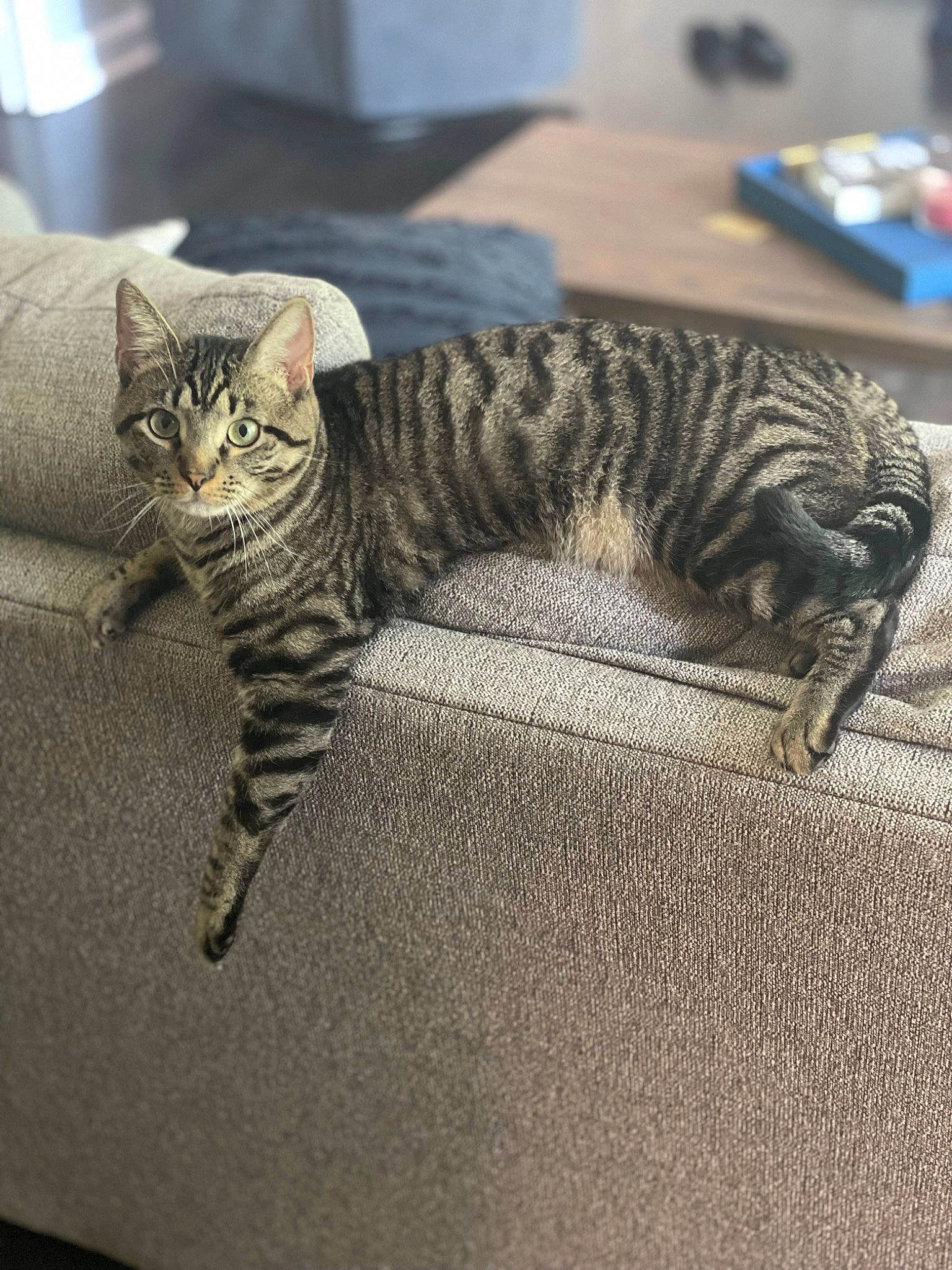 Colin joined the competition — help win amazing prizes! carnivore, cat, claw, comfort, domestic_short_haired_cat, felidae, flooring, fur, grey, hardwood, metal, pattern, paw, room, small_to_medium_sized_cats, snout, tail, terrestrial_animal, whiskers, wood