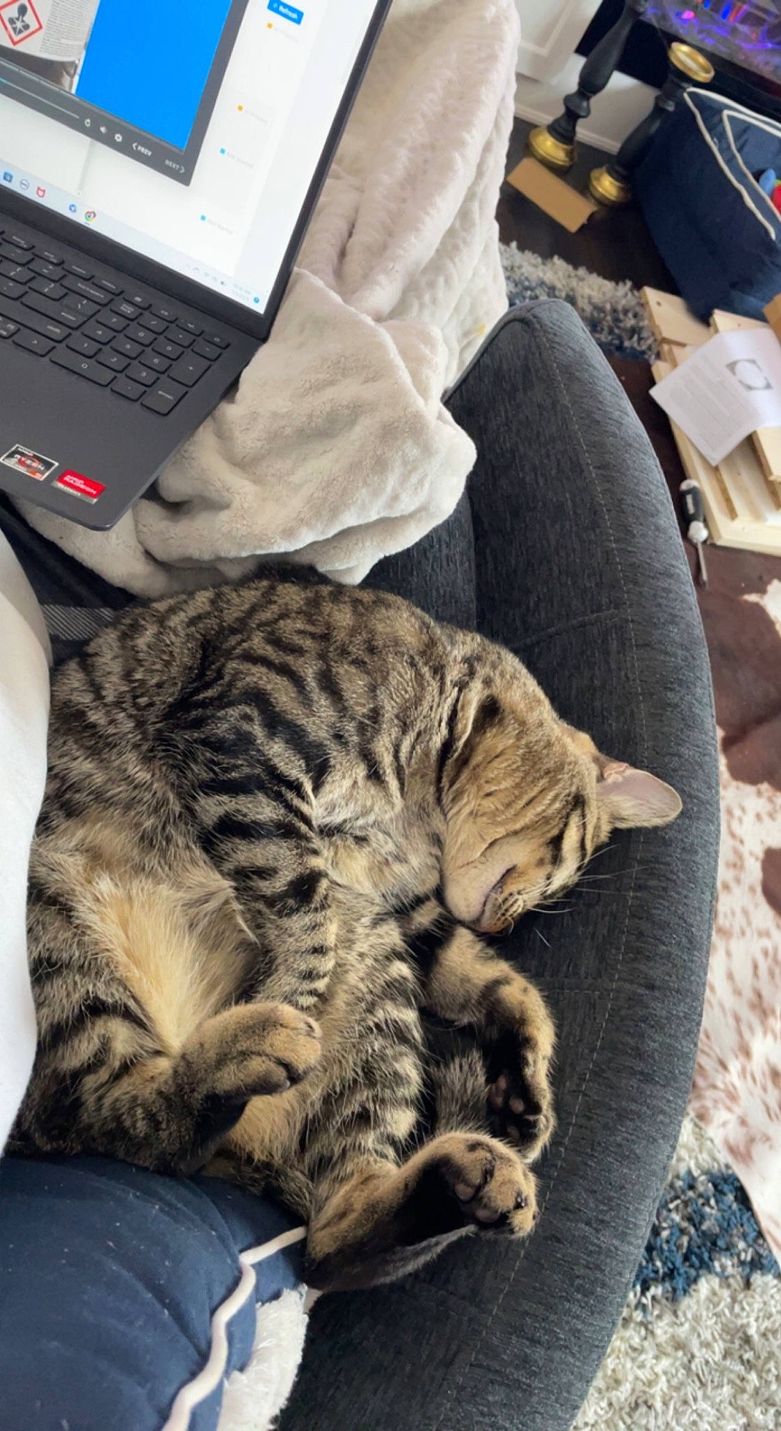 Colin is registered to the contest to win money with this photo: carnivore, cat, chair, comfort, computer, domestic_short_haired_cat, felidae, fur, laptop, nap, output_device, paw, personal_computer, sleep, small_to_medium_sized_cats, snout, tail, terrestrial_animal, whiskers, wood