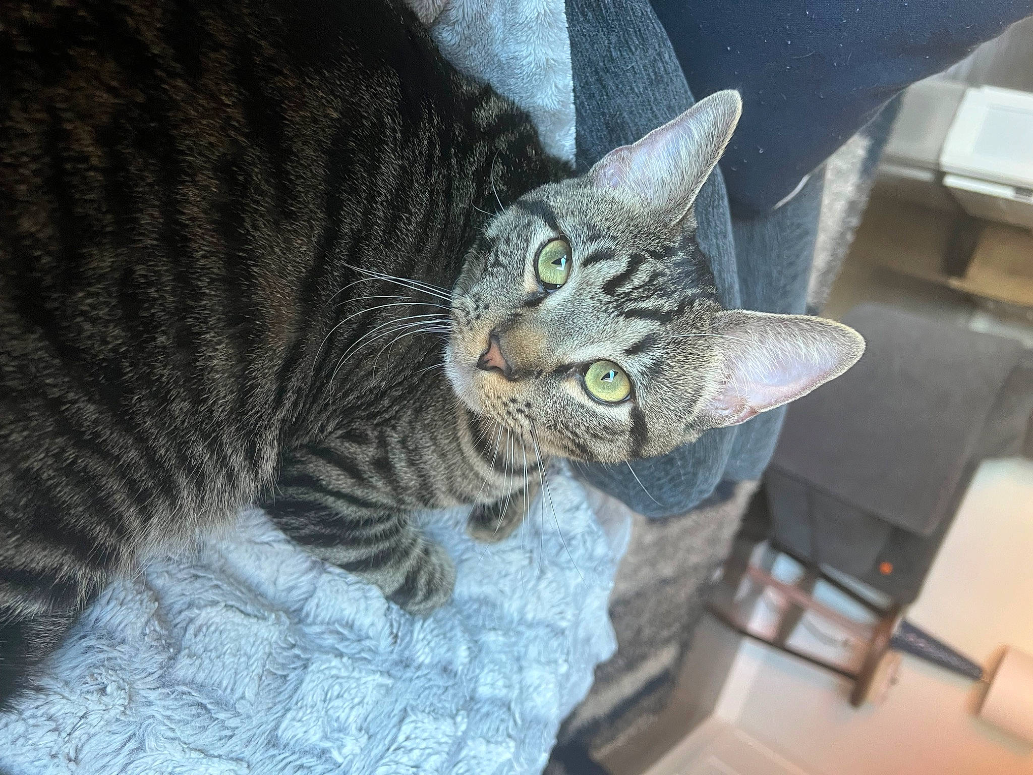 Colin joined the competition — help win amazing prizes! carnivore, cat, comfort, domestic_short_haired_cat, felidae, fur, grey, sitting, small_to_medium_sized_cats, snout, terrestrial_animal, whiskers