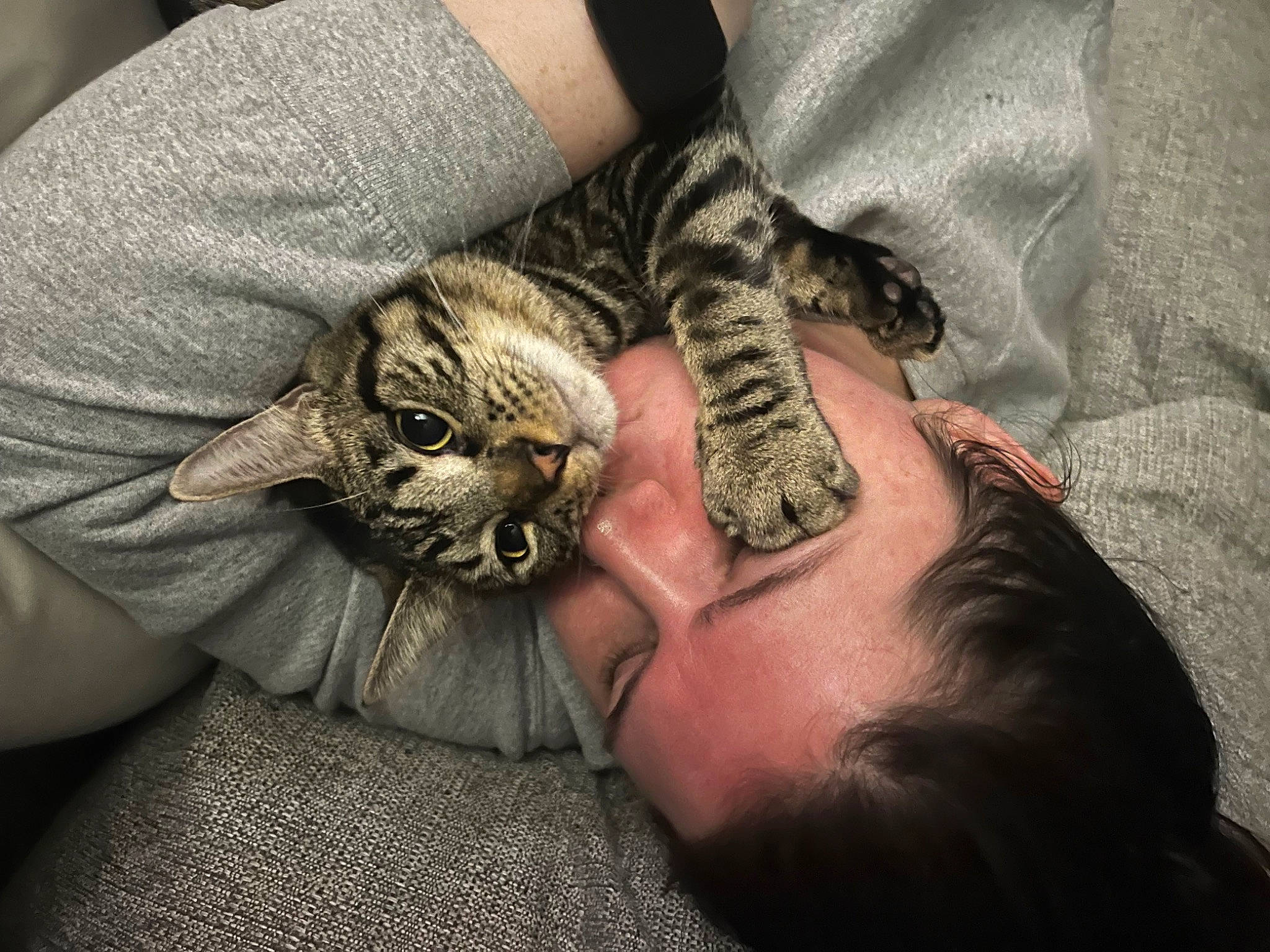 Colin joined the competition — help win amazing prizes! beard, carnivore, cat, comfort, domestic_short_haired_cat, ear, felidae, finger, fur, gesture, human_body, human_leg, leg, mammal, nail, paw, small_to_medium_sized_cats, vertebrate, whiskers, wildlife