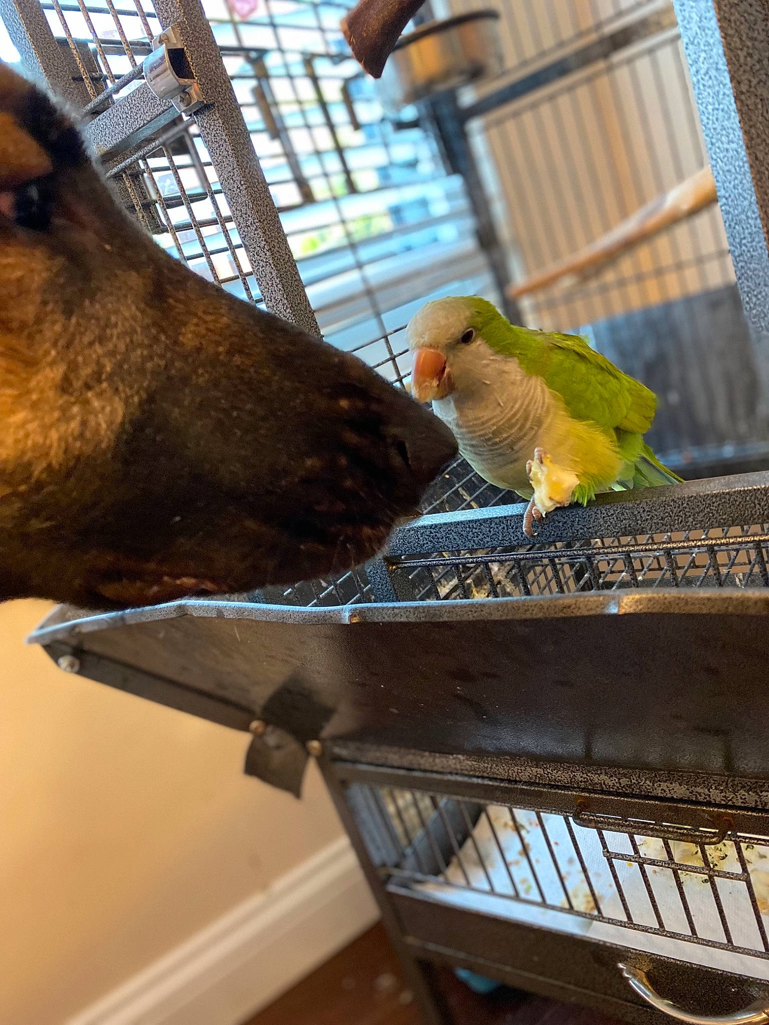 Diego is registered to the contest to win money with this photo: animal_feed, animal_shelter, beak, bird, bird_supply, cage, cooking, fawn, feather, livestock, lovebird, parakeet, parrot, pet_supply, snapshot, tail, terrestrial_animal, wildlife, wing, working_animal