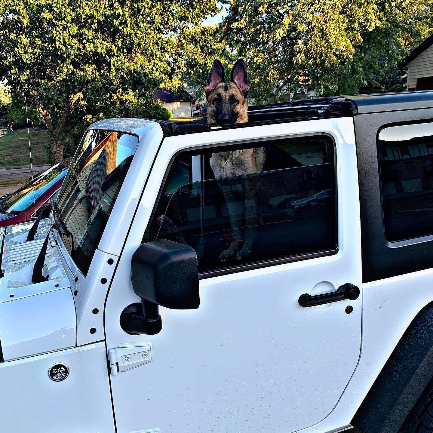 Diego joined the competition — help win amazing prizes! alloy_wheel, automotive_carrying_rack, automotive_design, automotive_exterior, automotive_lighting, automotive_tire, bumper, car, dog, door, hood, mode_of_transport, motor_vehicle, tire, tread, tree, vehicle, wheel, window, yellow