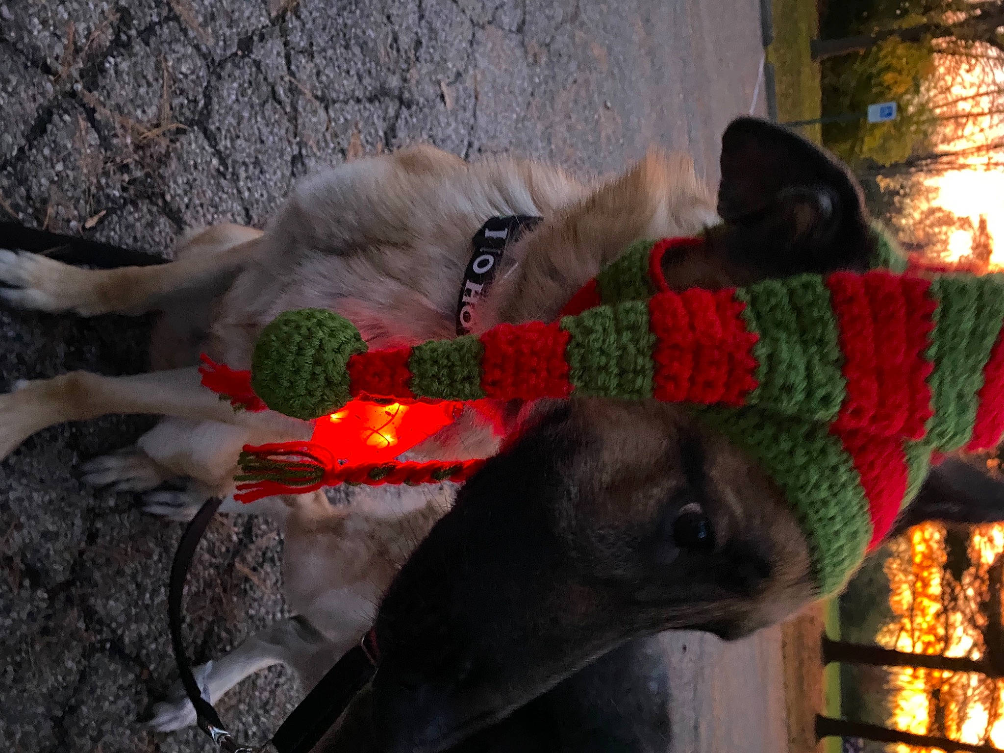 Diego is registered to the contest to win money with this photo: canidae, carnivore, collar, dog, dog_breed, dog_collar, dog_supply, event, fawn, fur, leash, mammal, pet_supply, plant, snout, sporting_group, tail, tree, vertebrate, working_animal