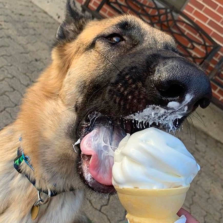 Diego is registered to the contest to win money with this photo: canidae, carnivore, collar, companion_dog, dog, dog_breed, dog_collar, dog_supply, dondurma, fang, fawn, fur, gelato, ice_cream, pet_supply, snout, sorbetes, sporting_group, whiskers, working_animal