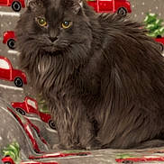 Belle is registered to the contest to win money with this photo: cat, gray_cat, fluffy_cat, pet, animal, feline, blanket, patterned_blanket, red_truck, green_tree, indoor, cozy, sitting, fur, whiskers, ears, eyes, closeup, domestic_animal, resting