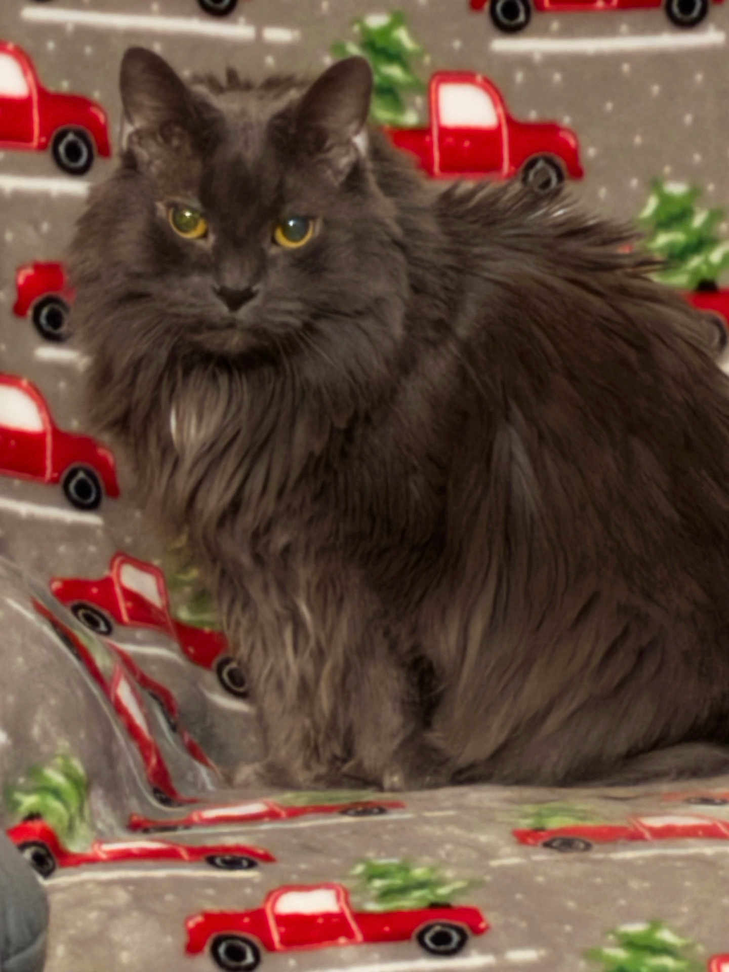 Belle is registered to the contest to win money with this photo: cat, gray_cat, fluffy_cat, pet, animal, feline, blanket, patterned_blanket, red_truck, green_tree, indoor, cozy, sitting, fur, whiskers, ears, eyes, closeup, domestic_animal, resting