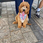 Skye joined the competition — help win amazing prizes! bandana, bench, brown_fur, casual, cute, daylight, dog, fluffy, footwear, happy, leash, legs, outdoor, pavement, person, puppy, sitting, sneakers, tile_floor, tongue_out