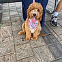 bandana, bench, brown_fur, casual, cute, daylight, dog, fluffy, footwear, happy, leash, legs, outdoor, pavement, person, puppy, sitting, sneakers, tile_floor, tongue_out