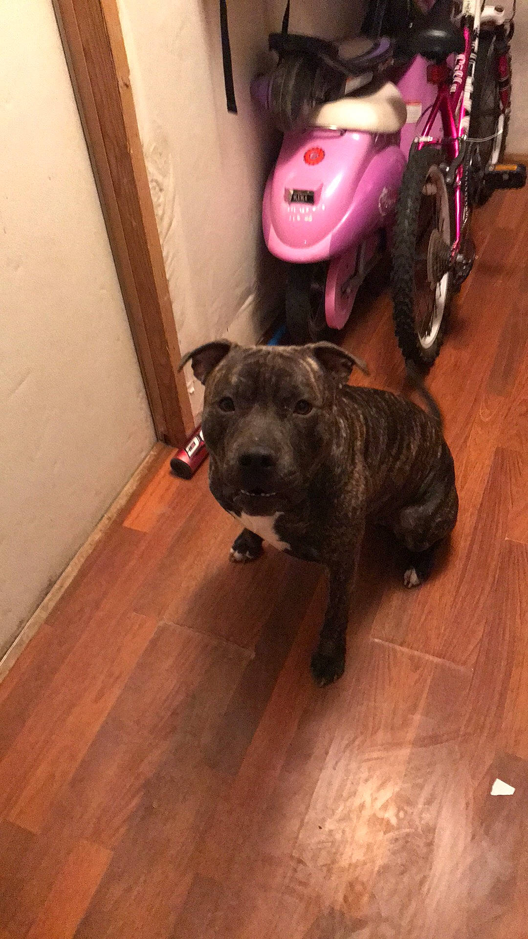 Butterball joined the competition — help win amazing prizes! american_pit_bull_terrier, cairn_terrier, canidae, carnivore, companion_dog, dog, dog_breed, fawn, floor, flooring, hardwood, mammal, non_sporting_group, snout, terrier