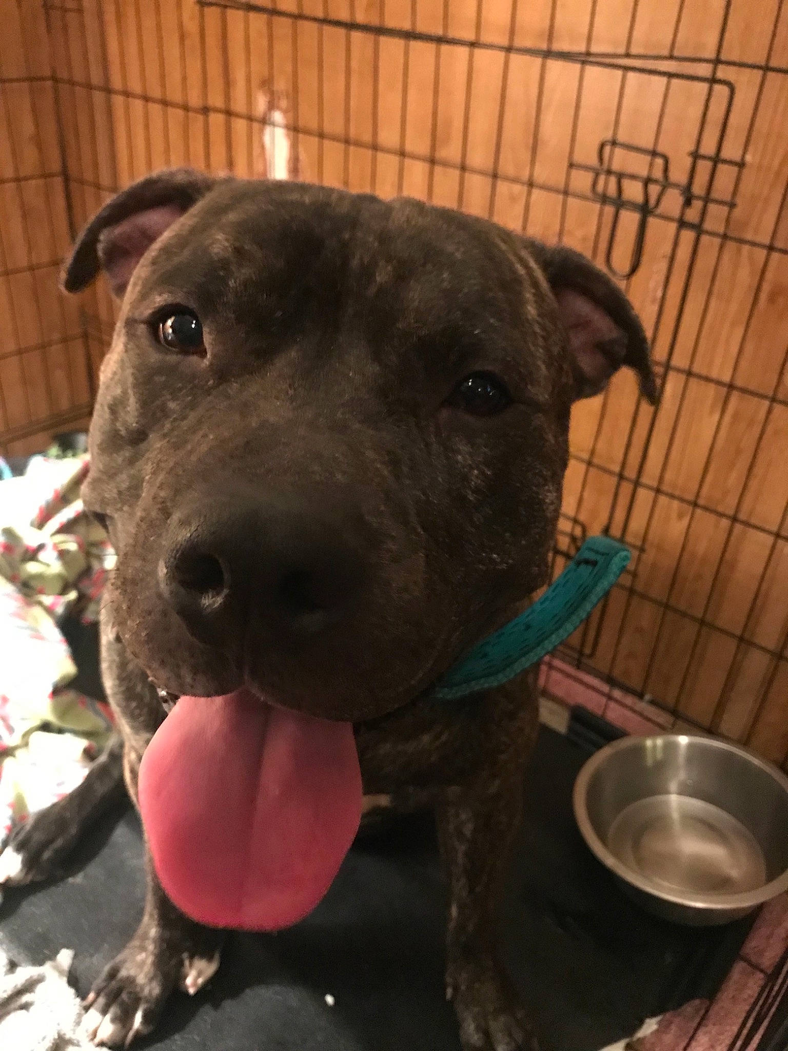 Butterball joined the competition — help win amazing prizes! american_pit_bull_terrier, american_staffordshire_terrier, canidae, carnivore, dog, dog_breed, fawn, mammal, non_sporting_group, old_english_terrier, pit_bull, puppy, rare_breed_dog, snout, sporting_group, staffordshire_bull_terrier, vertebrate