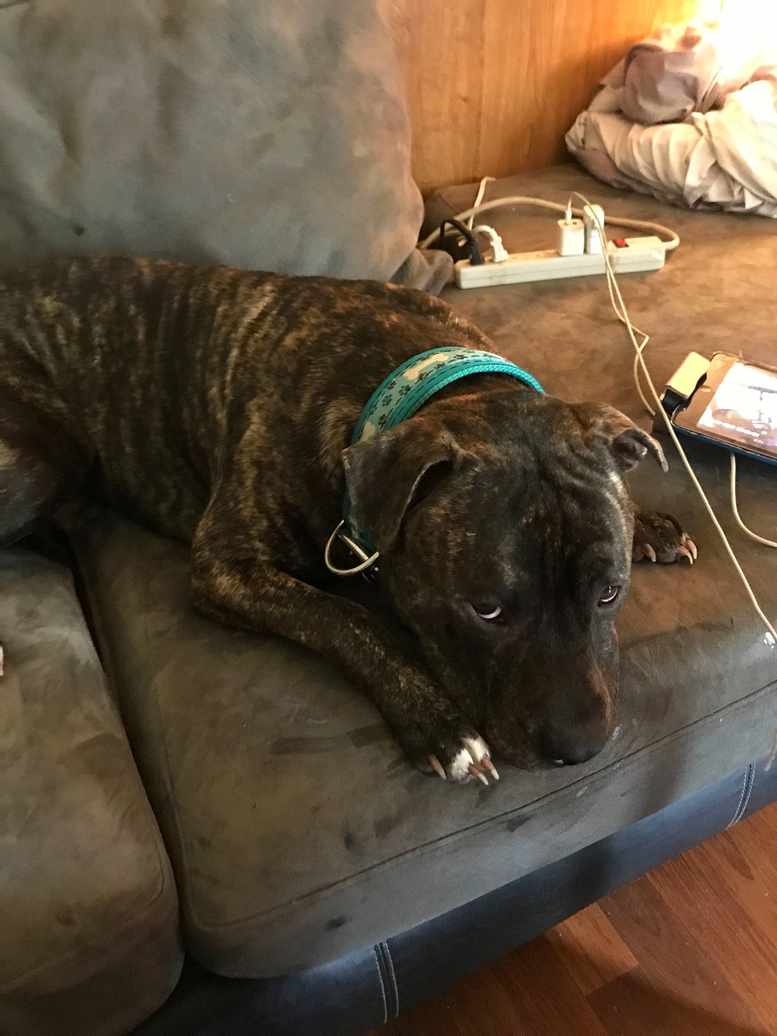 Butterball is registered to the contest to win money with this photo: alaunt, american_pit_bull_terrier, bandog, canidae, carnivore, dog, dog_breed, guard_dog, perro_de_presa_canario, plott_hound, sporting_group