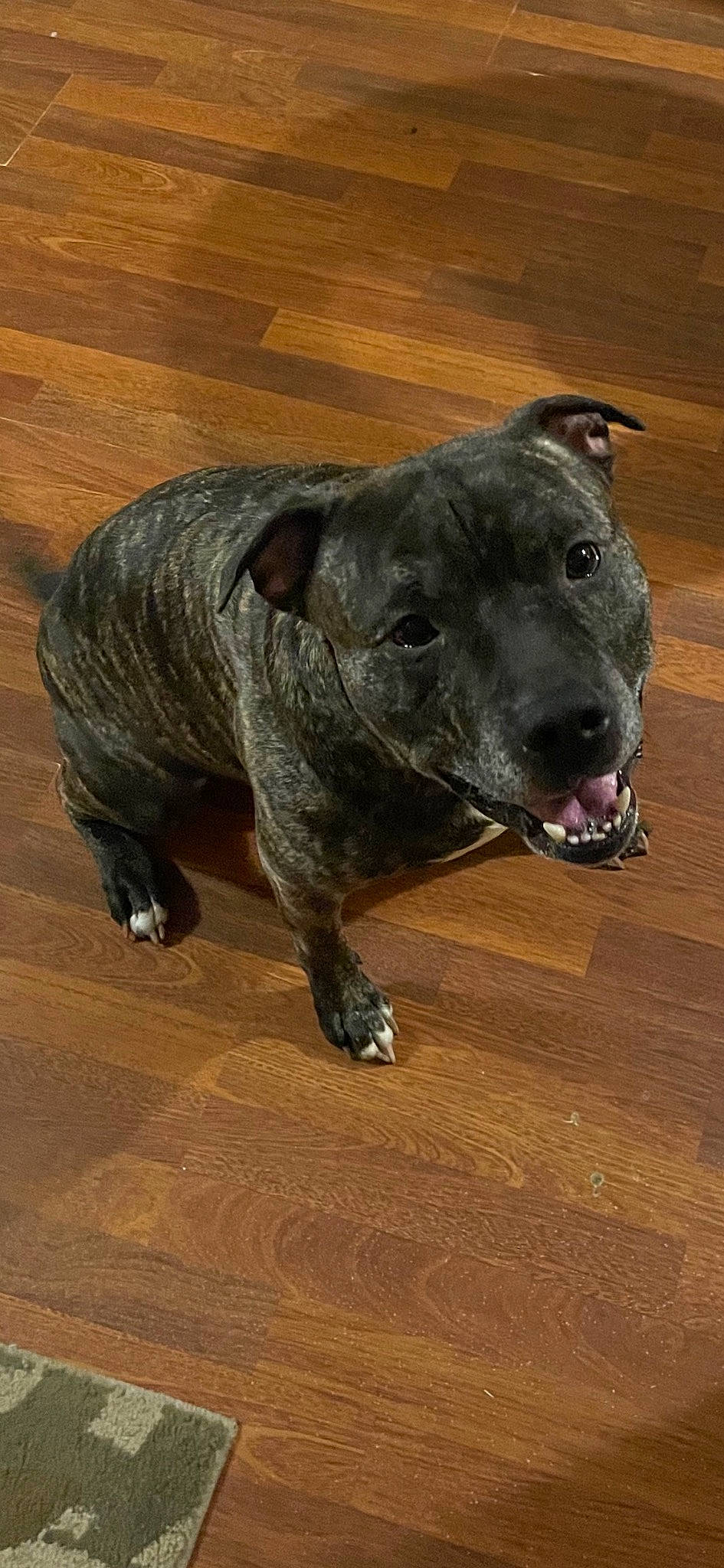 Butterball is registered to the contest to win money with this photo: balance, carnivore, companion_dog, dog, dog_breed, fawn, flooring, guard_dog, hardwood, non_sporting_group, plank, snout, sporting_group, terrestrial_animal, whiskers, wood, wood_flooring, wood_stain, working_animal, working_dog