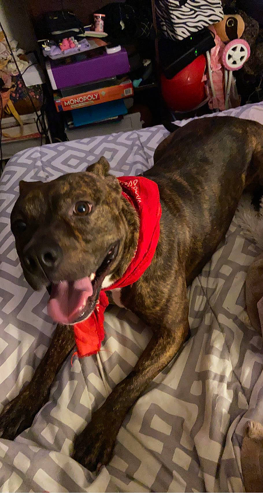 Sassygurl joined the competition — help win amazing prizes! carnivore, collar, companion_dog, dog, dog_breed, dog_collar, dog_supply, fur, guard_dog, leash, liver, pet_supply, shipping_box, snout, sporting_group, tail, terrestrial_animal, whiskers, working_animal, working_dog