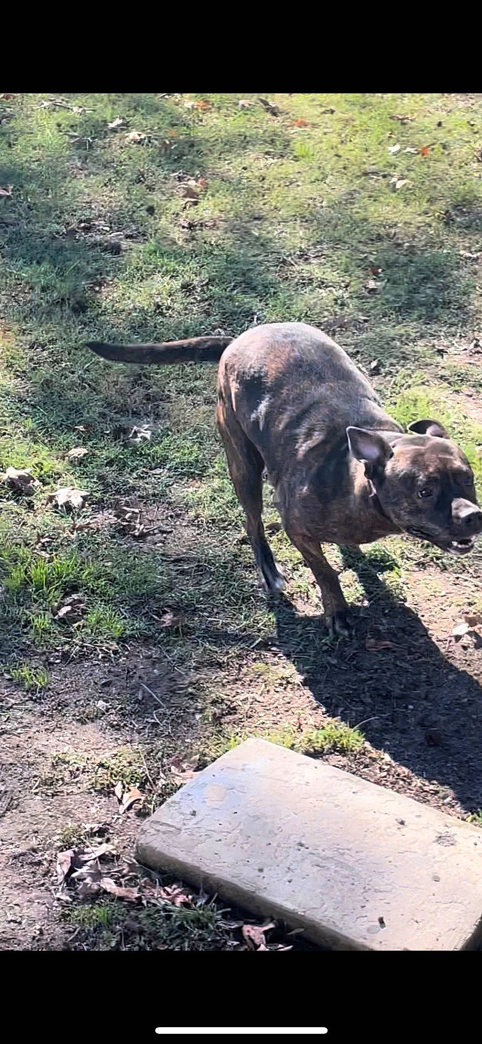 Sassygurl joined the competition — help win amazing prizes! boar, canidae, carnivore, companion_dog, dog, dog_breed, fawn, grass, grazing, groundcover, livestock, pasture, plant, soil, sporting_group, suidae, tail, terrestrial_animal, wildlife, working_animal