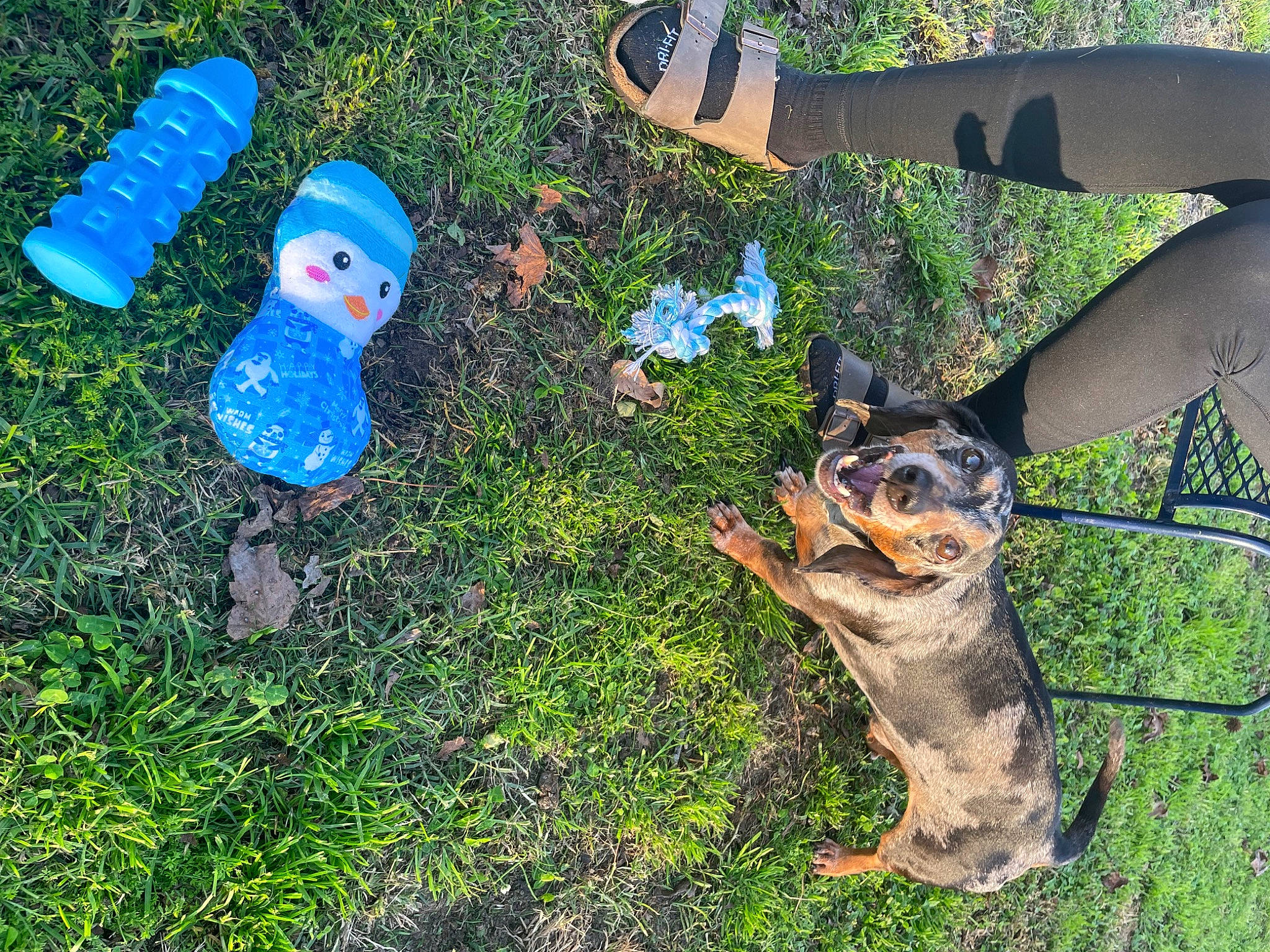 Zero is registered to the contest to win money with this photo: carnivore, dog_breed, fawn, felidae, foot, grass, grass_family, groundcover, human_leg, lawn, lawn_ornament, people_in_nature, plant, shoe, snout, tail, terrestrial_animal, thigh, tree, whiskers