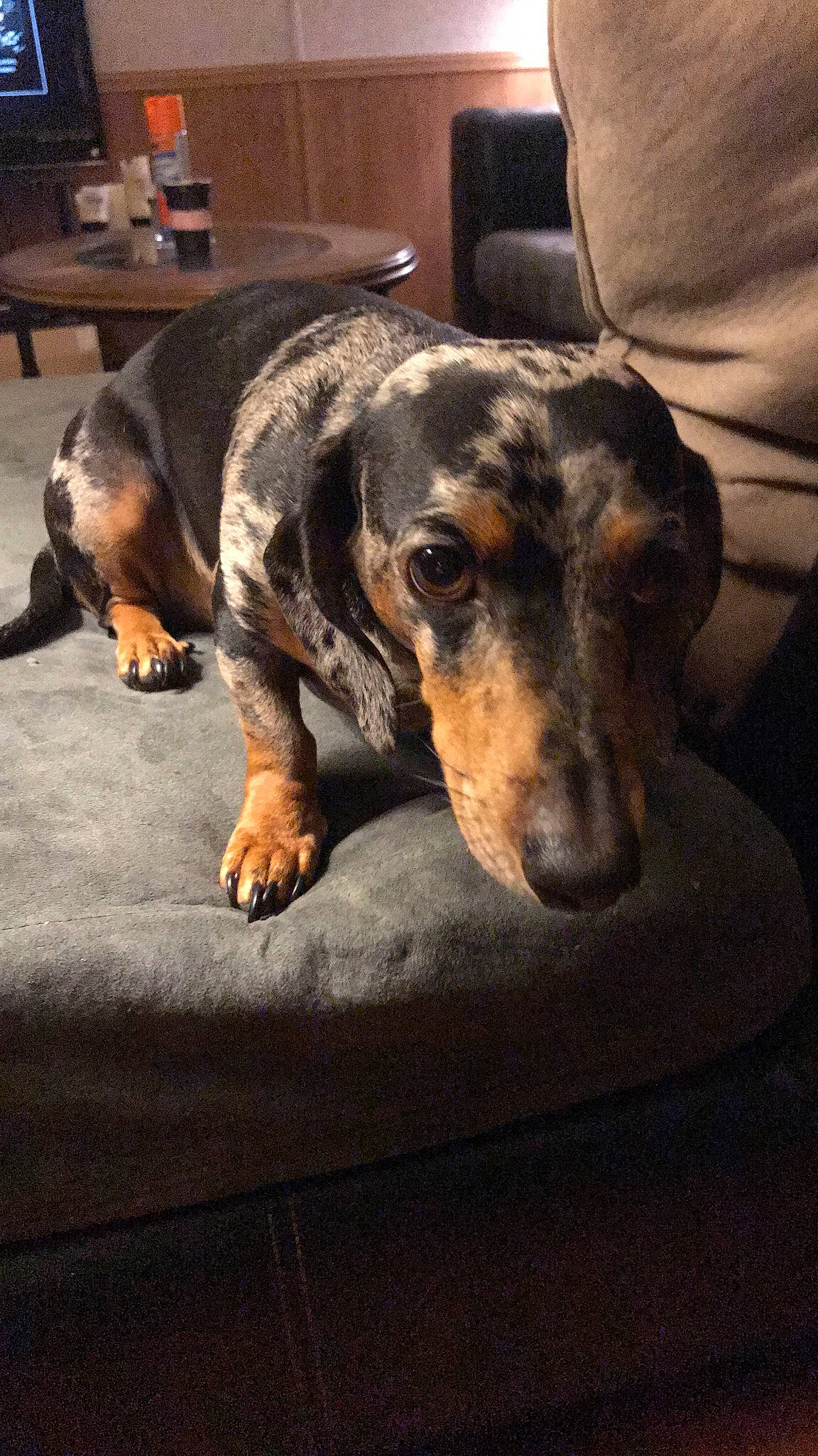 Zero joined the competition — help win amazing prizes! bored, canidae, carnivore, comfort, companion_dog, dog, dog_breed, flooring, fur, guard_dog, paw, pet_supply, puppy, scent_hound, tail, whiskers, working_animal, working_dog