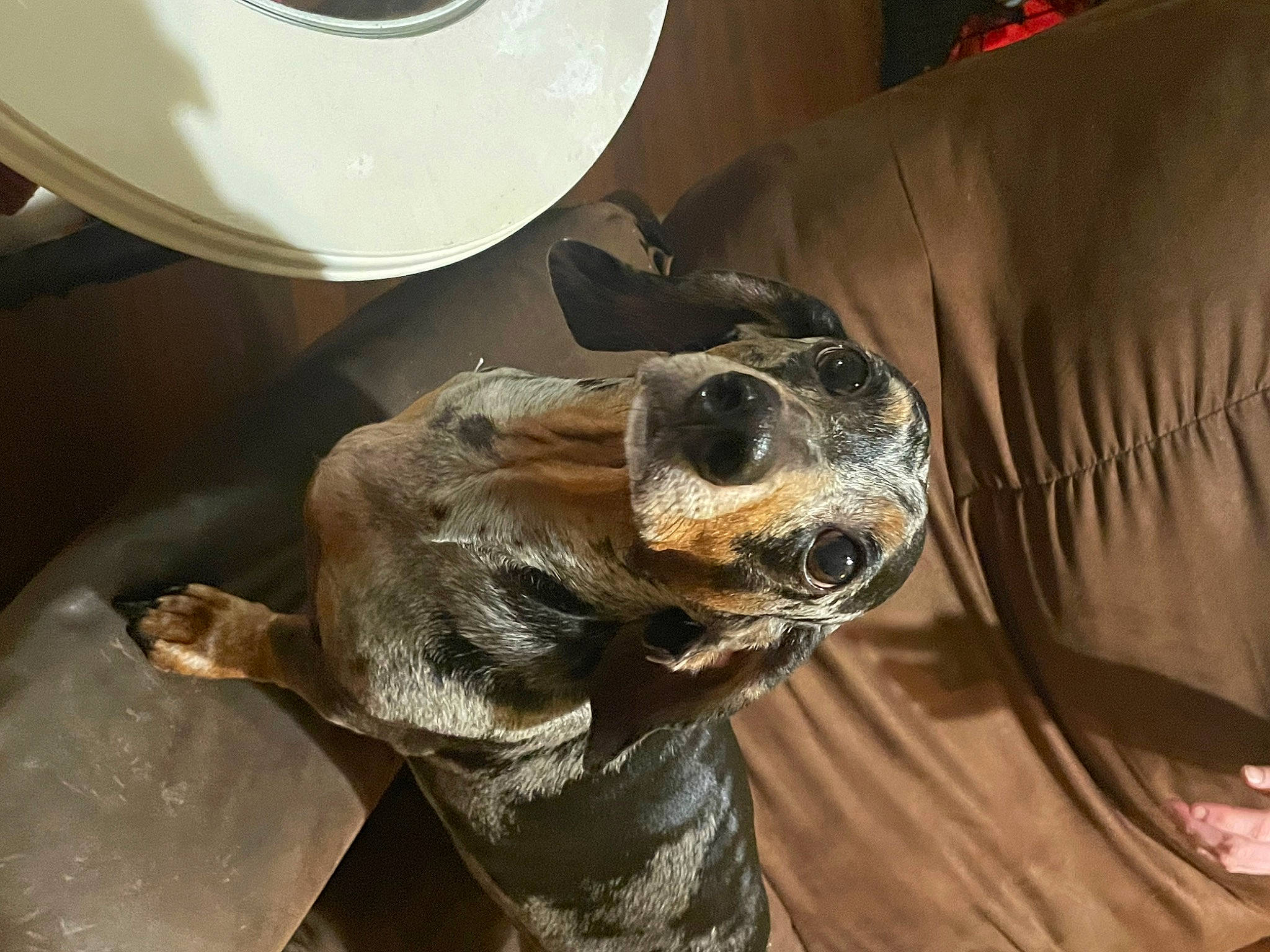 Zero joined the competition — help win amazing prizes! canidae, carnivore, collar, comfort, companion_dog, dog, dog_breed, ear, fawn, fur, liver, paw, pet_supply, scent_hound, serveware, snout, sporting_group, terrestrial_animal, whiskers, working_animal