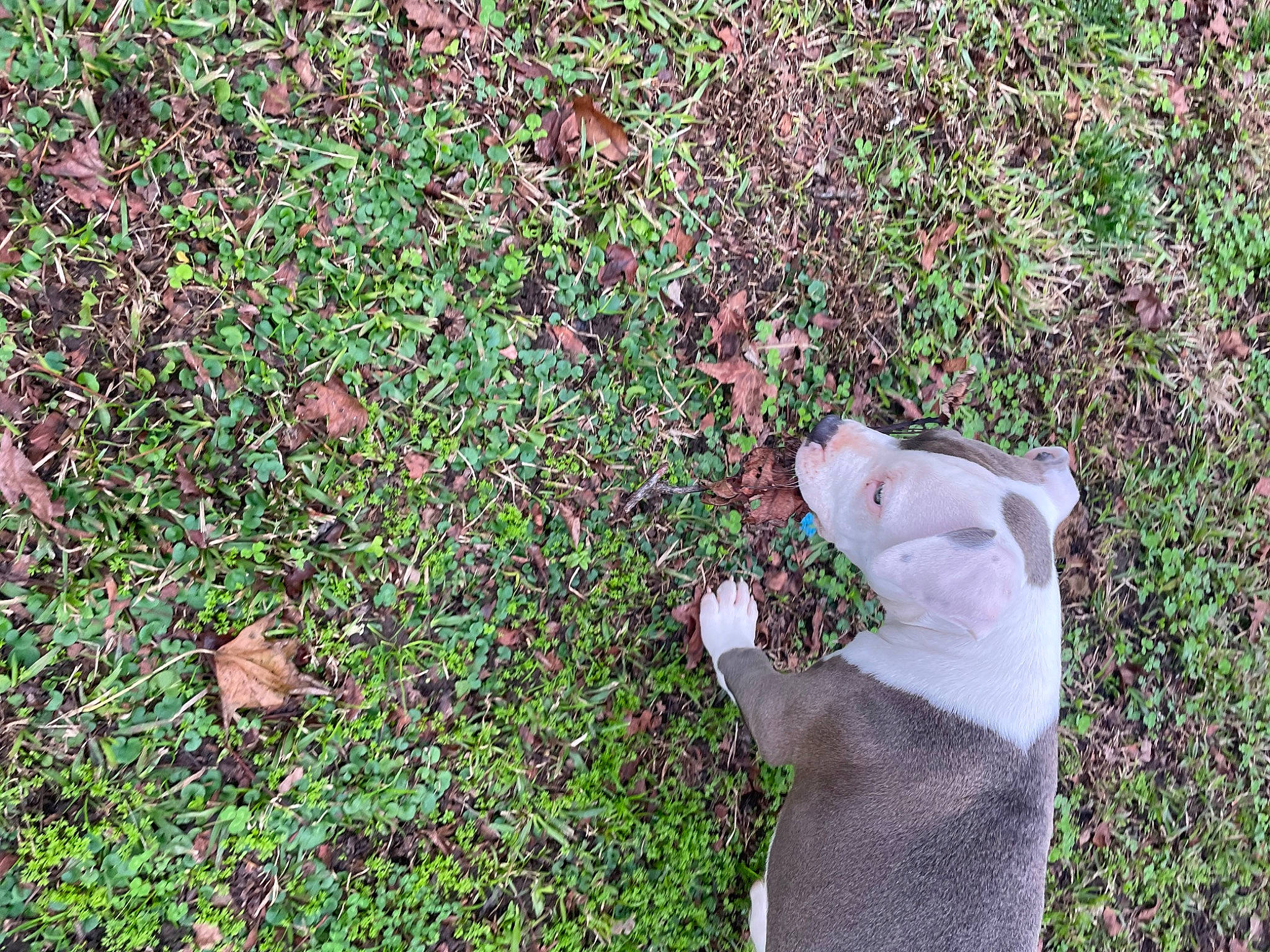 Chief joined the competition — help win amazing prizes! annual_plant, cat, fawn, felidae, flowering_plant, fur, garden, grass, groundcover, herb, herbaceous_plant, lawn, pattern, people_in_nature, petal, plant, shrub, small_to_medium_sized_cats, tail, terrestrial_animal