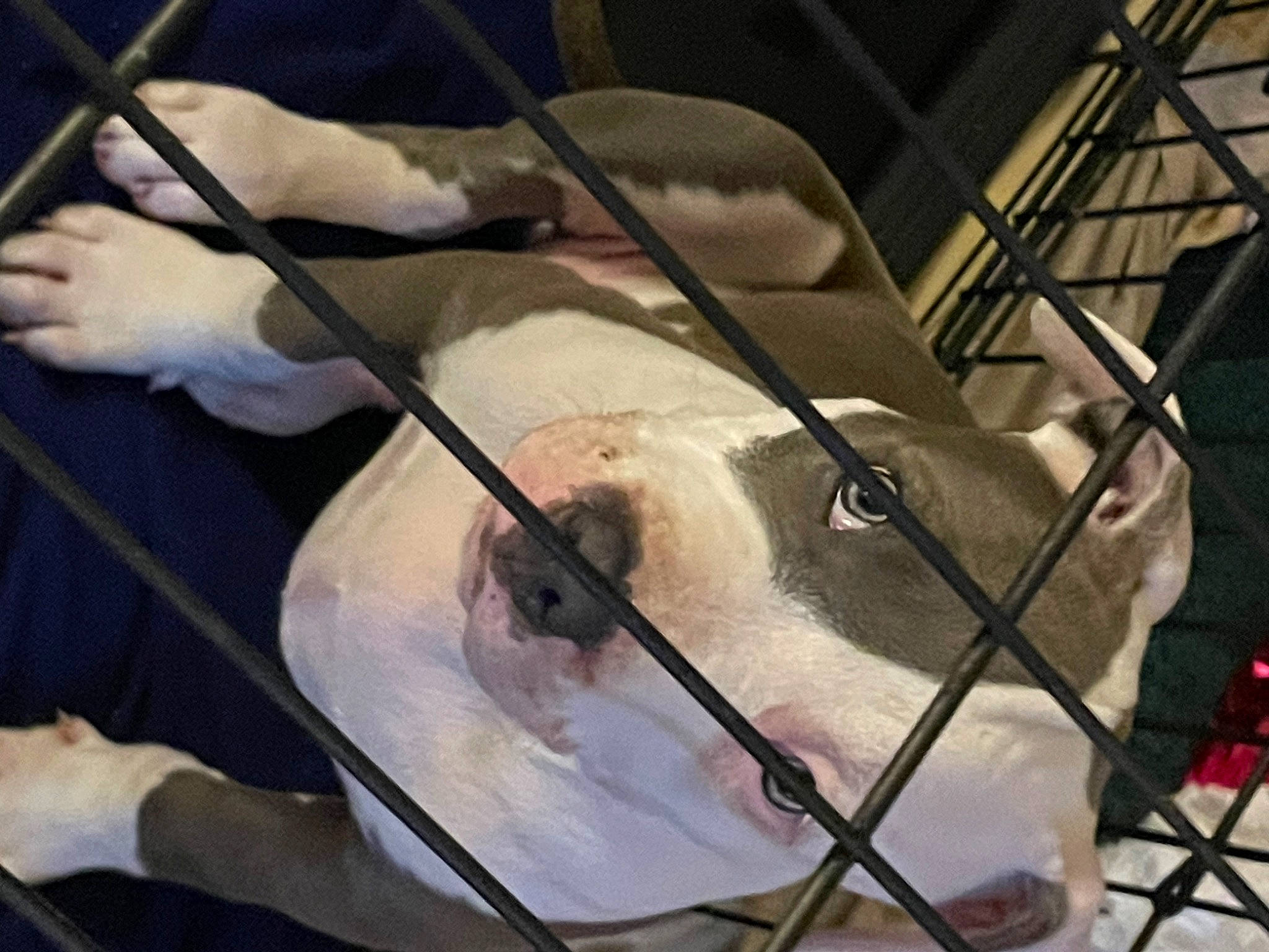 Chief is registered to the contest to win money with this photo: beak, cage, canidae, comfort_food, delicacy, dessert, feather, felidae, flightless_bird, fur, glass, metal, muridae, muroidea, recipe, rodent, small_to_medium_sized_cats, snout, tail, whiskers