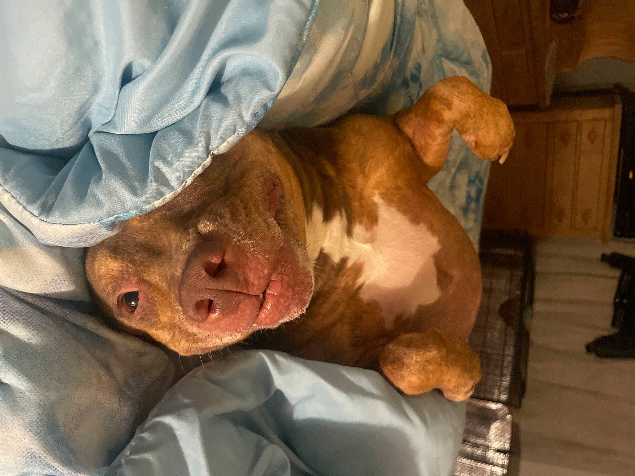 Carmella is registered to the contest to win money with this photo: canidae, carnivore, comfort, companion_dog, dog, dog_breed, ear, eye, fawn, fish, fur, liver, mammal, meat, service, snout, sporting_group, whiskers, working_animal, wrinkle