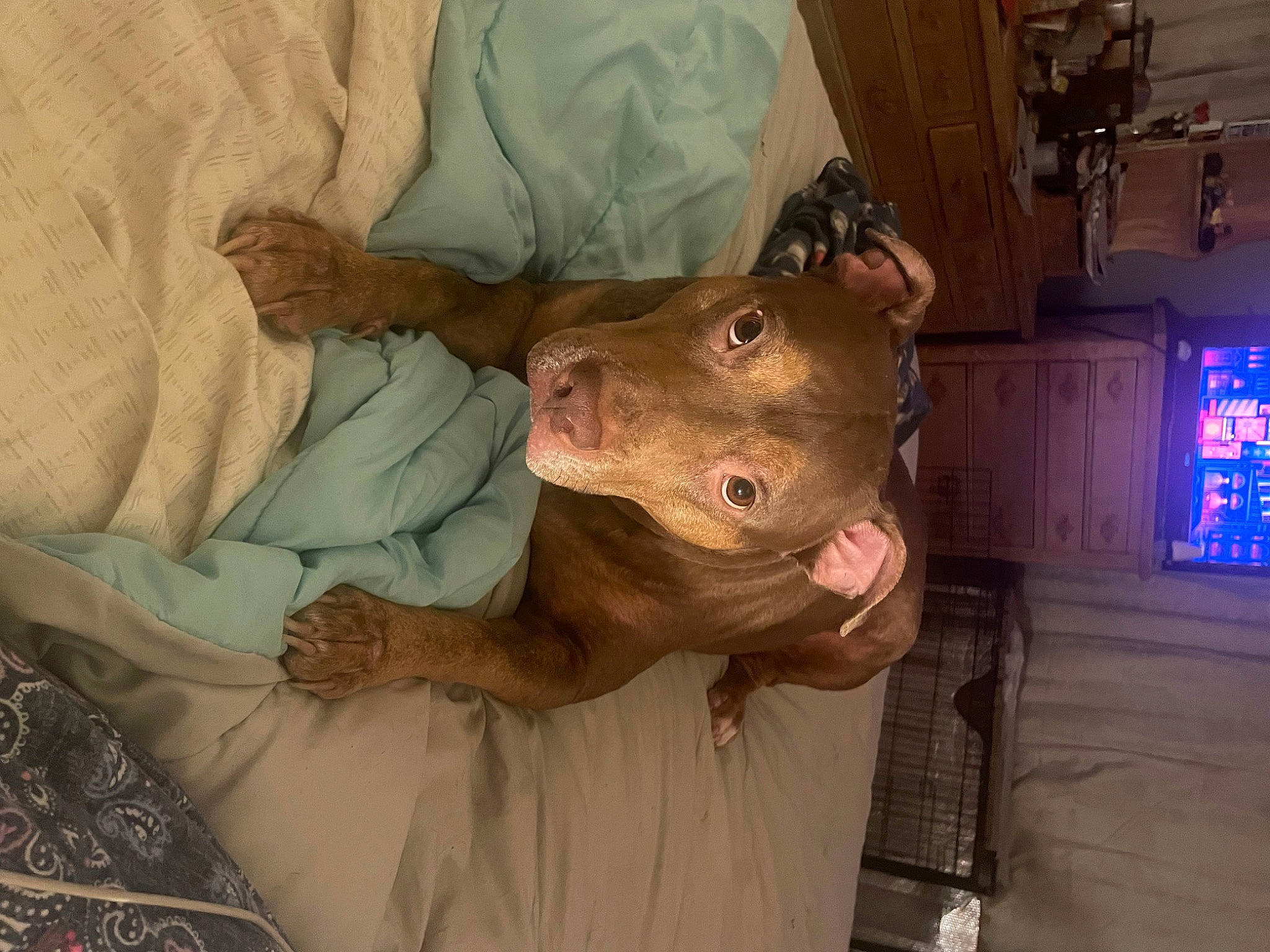 Carmella is registered to the contest to win money with this photo: canidae, carnivore, comfort, companion_dog, dog, dog_breed, ear, flesh, fur, guard_dog, liver, rottweiler, sporting_group, whiskers, window, working_animal, wrinkle