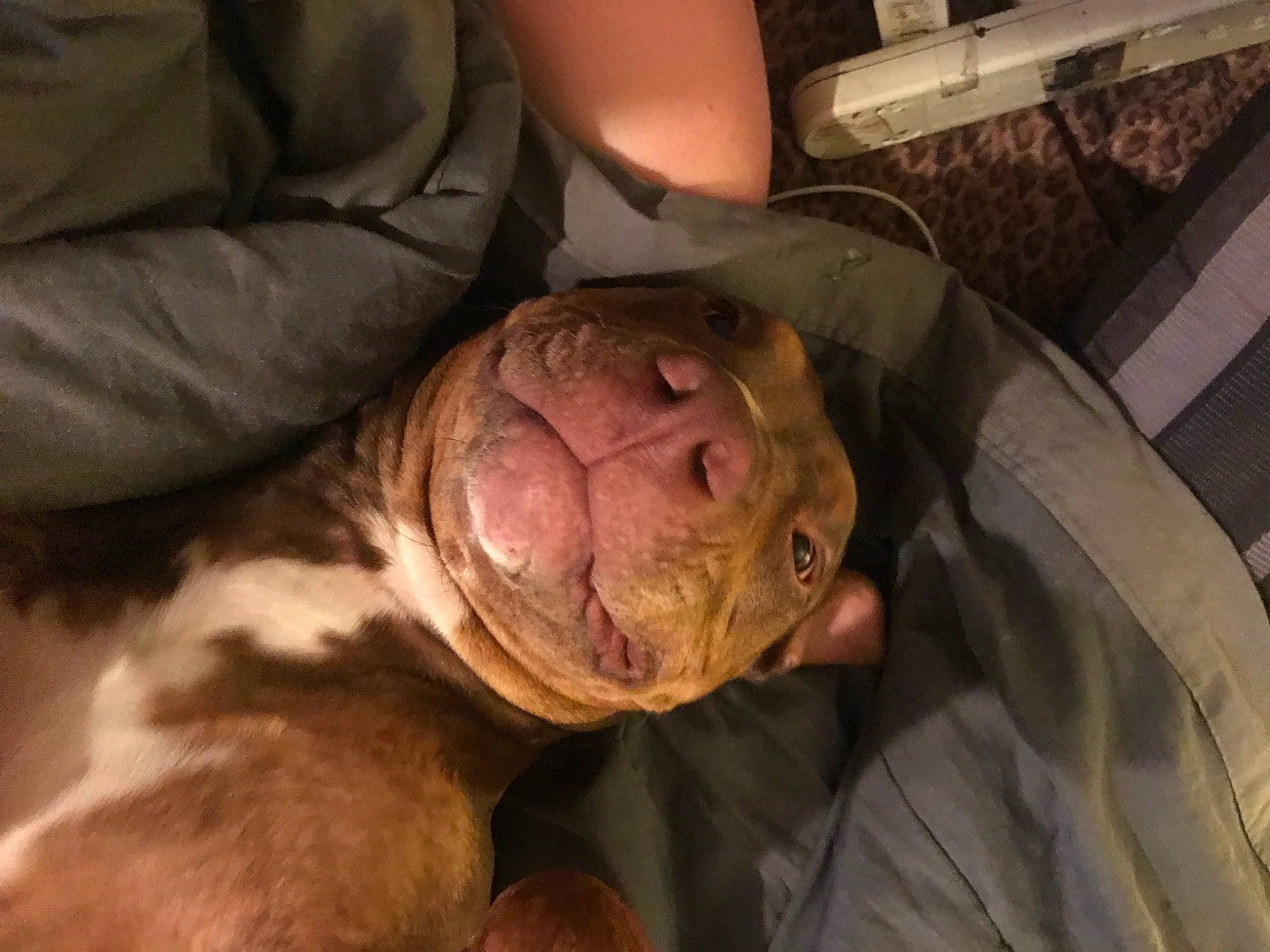 Carmella joined the competition — help win amazing prizes! canidae, carnivore, comfort, companion_dog, dog, dog_breed, ear, fawn, flesh, fur, jaw, liver, non_sporting_group, snout, sporting_group, throat, whiskers, wood, wrinkle