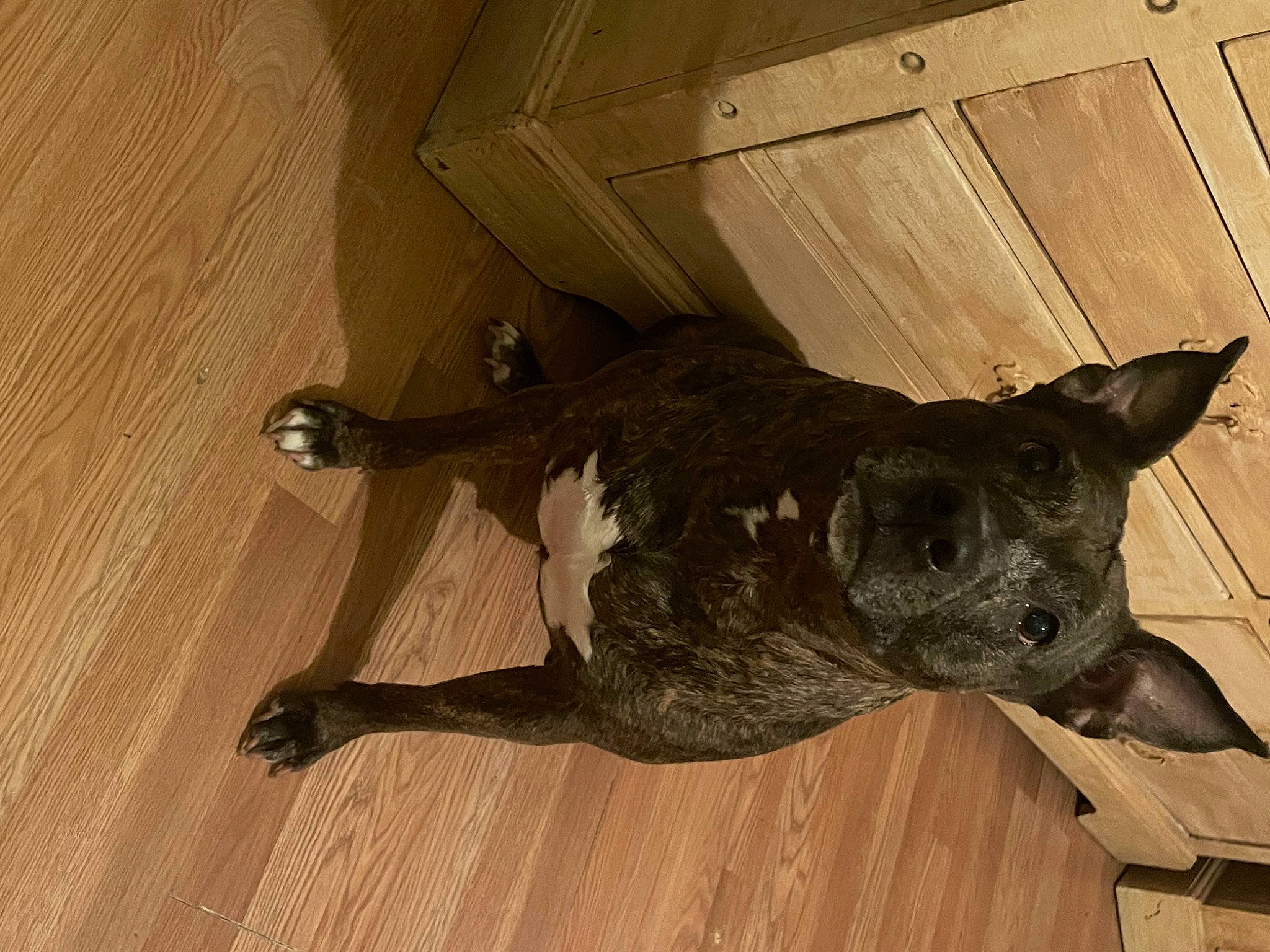 Precious is registered to the contest to win money with this photo: art, canidae, carnivore, dog, dog_breed, felidae, flooring, guard_dog, hardwood, laminate_flooring, plywood, sculpture, snout, sporting_group, tail, terrestrial_animal, whiskers, wood, wood_flooring, working_animal