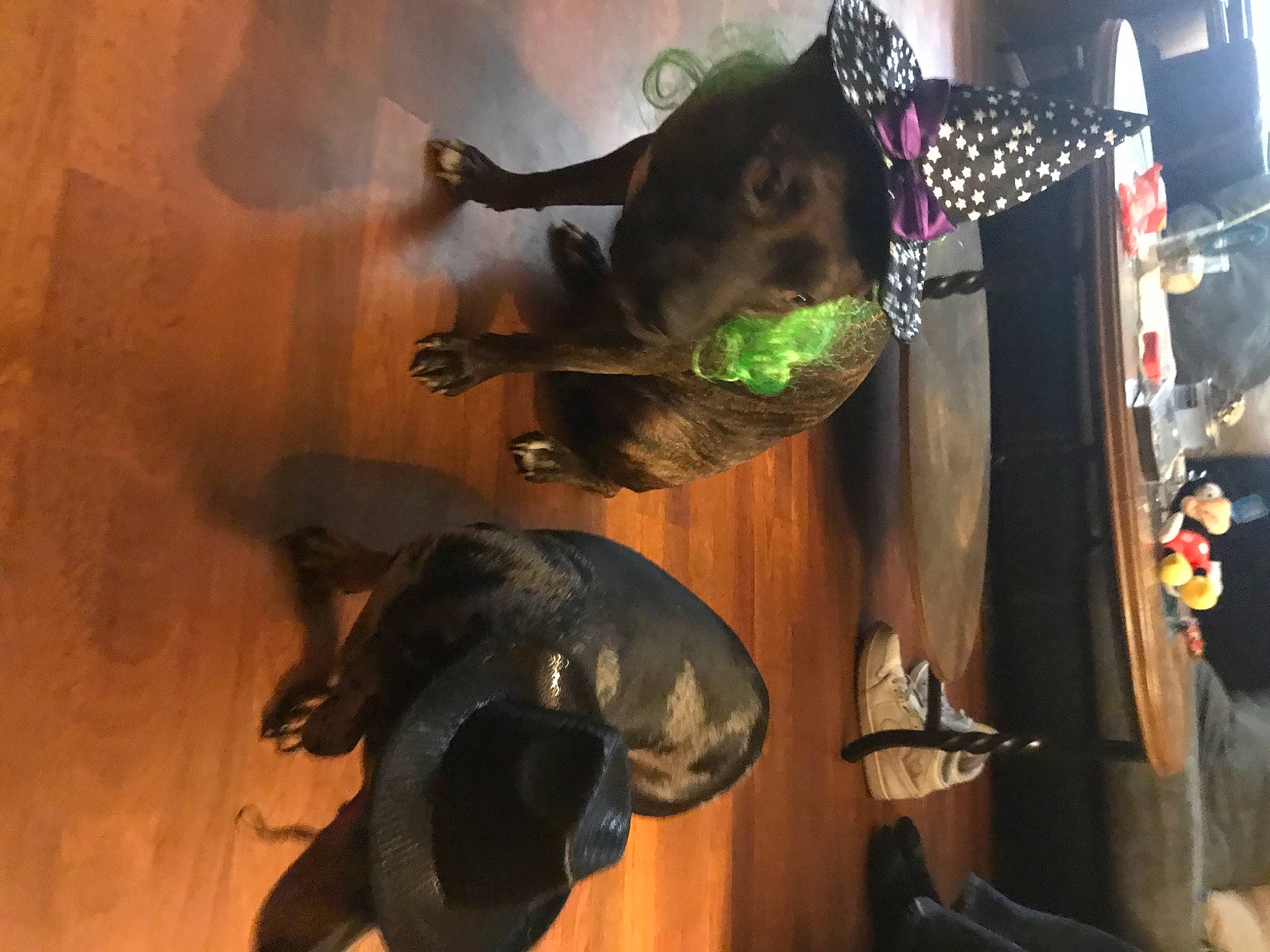 Precious is registered to the contest to win money with this photo: art, event, fawn, fun, hat, light, metal, room, shadow, tradition, tree, visual_arts, working_animal