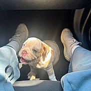 Hershey joined the competition — help win amazing prizes! puppy, dog, pet, car_interior, footwell, person, legs, blue_pants, sneakers, sunlight, smiling, cute, young_animal, floor_mat, indoor, canine, happy, small_dog, seated, looking_up