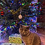 cat, british_shorthair, christmas_tree, christmas_lights, ornaments, wrapped_presents, holiday, indoor, floor, festive, decorations, animal, pet, curious, feline, brown_cat, wooden_floor, holiday_season, closeup, cute