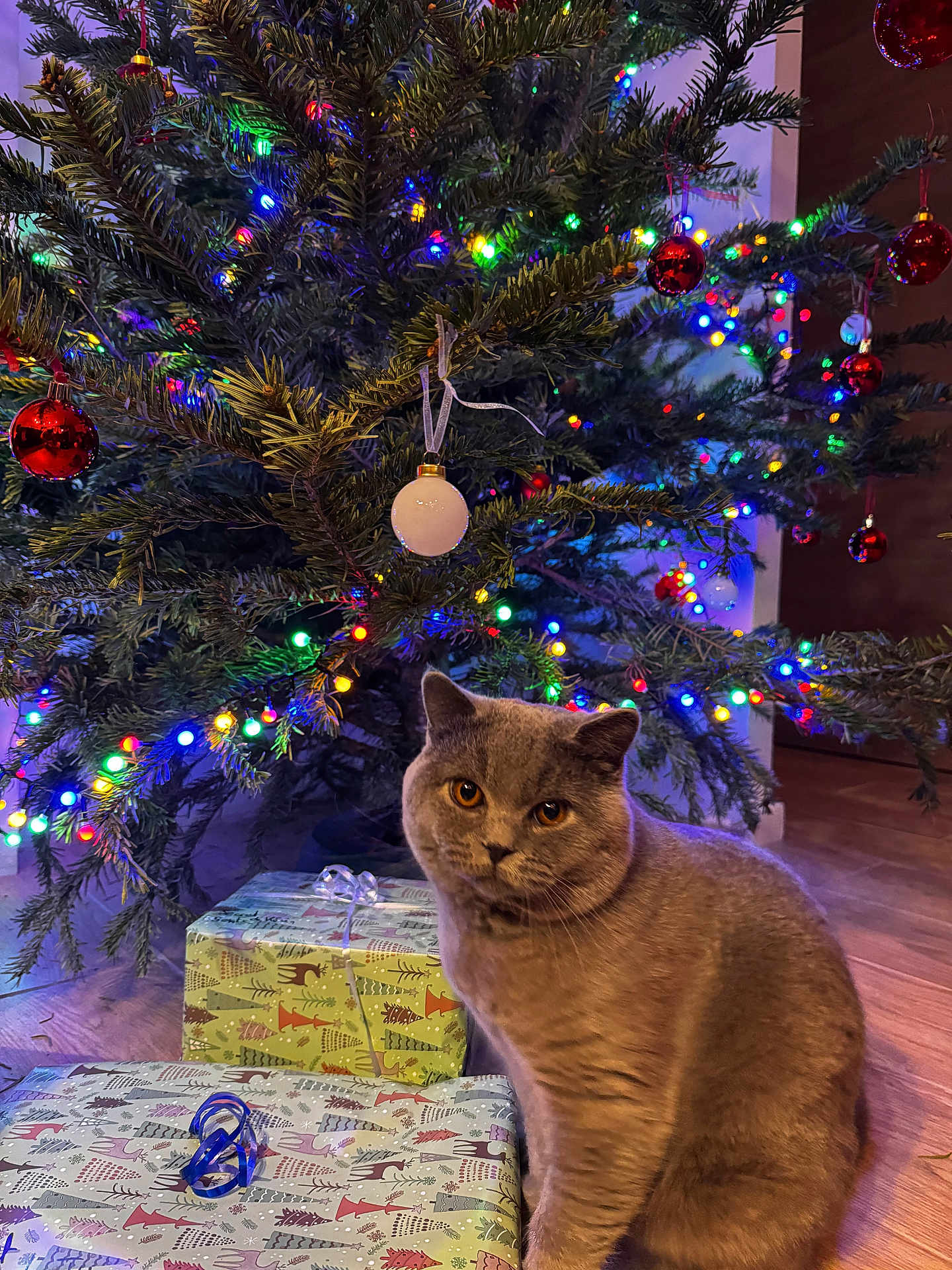 Quido a rejoint le concours — aidez-le/la à gagner de superbes lots ! cat, british_shorthair, christmas_tree, christmas_lights, ornaments, wrapped_presents, holiday, indoor, floor, festive, decorations, animal, pet, curious, feline, brown_cat, wooden_floor, holiday_season, closeup, cute