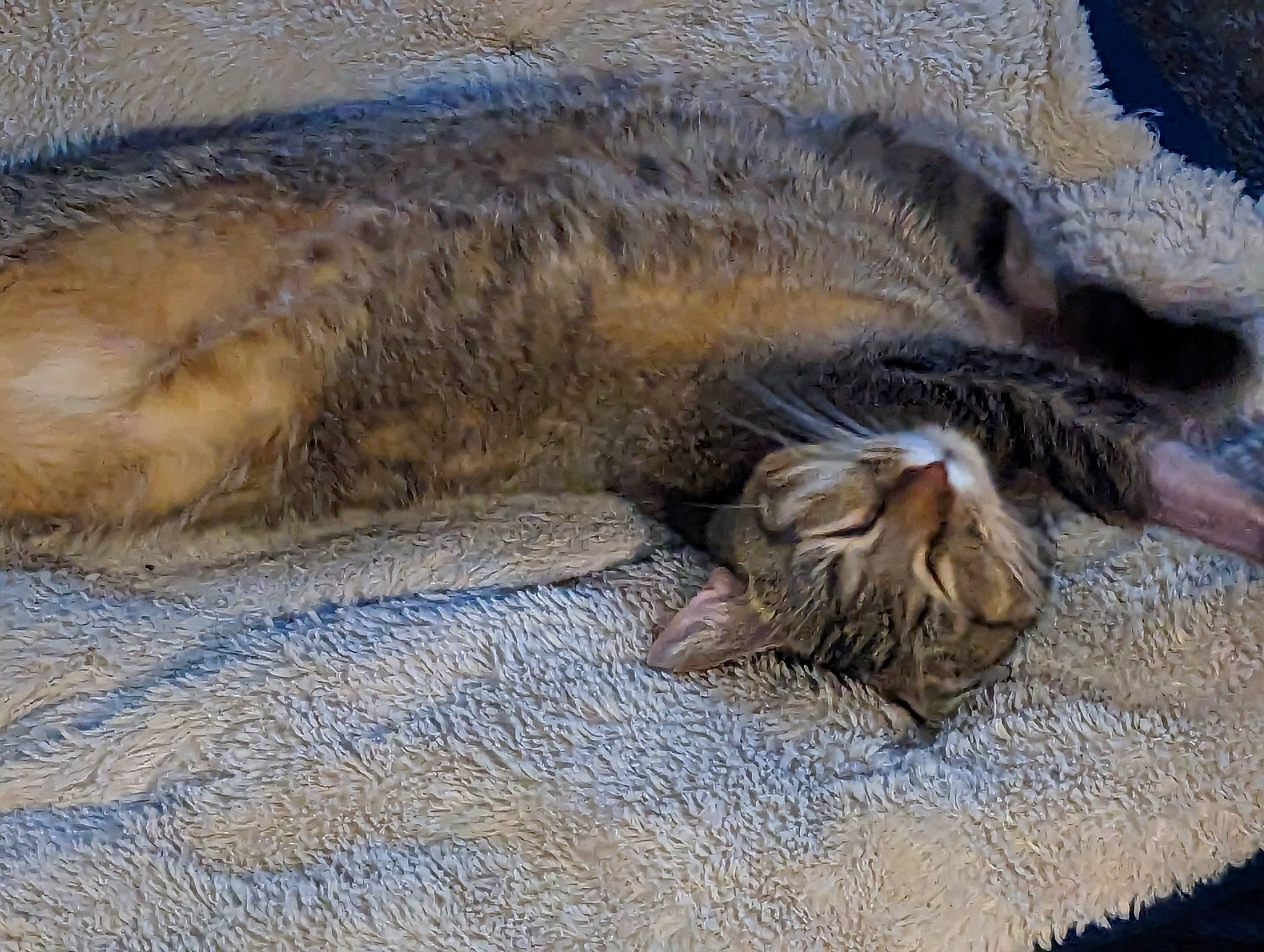 Makai is registered to the contest to win money with this photo: carnivore, cat, claw, comfort, domestic_short_haired_cat, felidae, fur, nap, paw, sand, sleep, small_to_medium_sized_cats, snout, tail, terrestrial_animal, tree, whiskers, wildlife, wood