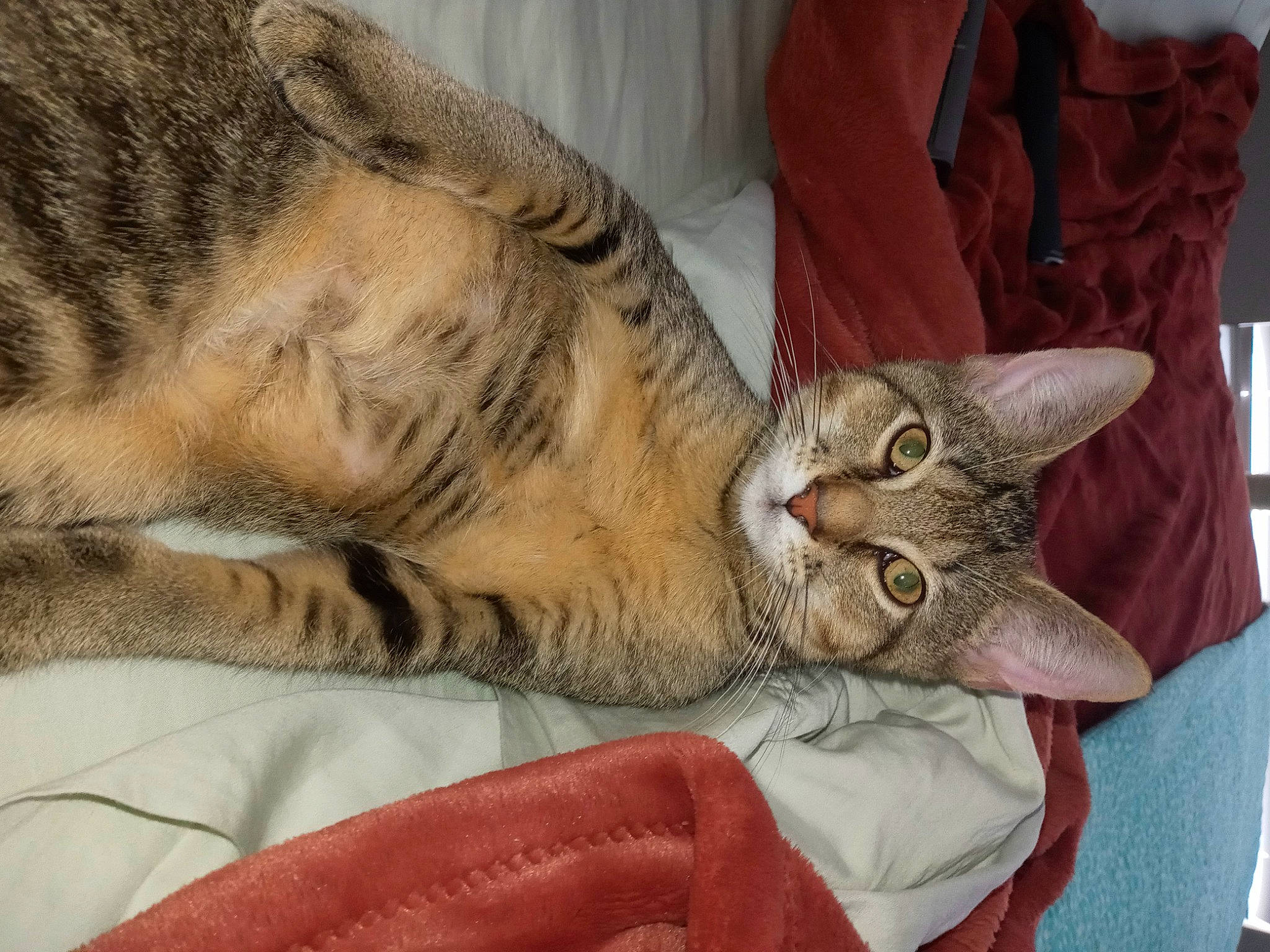 Makai is registered to the contest to win money with this photo: bed, carnivore, cat, claw, comfort, couch, domestic_short_haired_cat, fawn, felidae, fur, linens, mammal, nap, paw, small_to_medium_sized_cats, snout, tail, terrestrial_animal, vertebrate, whiskers