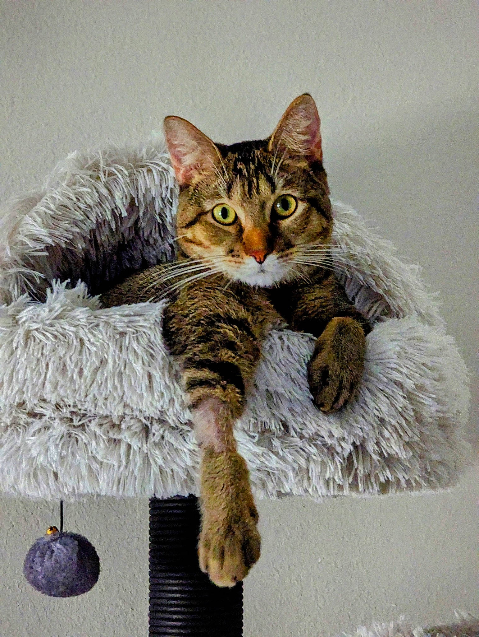 Makai joined the competition — help win amazing prizes! art, carnivore, cat, cat_bed, cat_supply, claw, domestic_short_haired_cat, felidae, fur, hat, paw, small_to_medium_sized_cats, snout, tail, terrestrial_animal, toy, whiskers