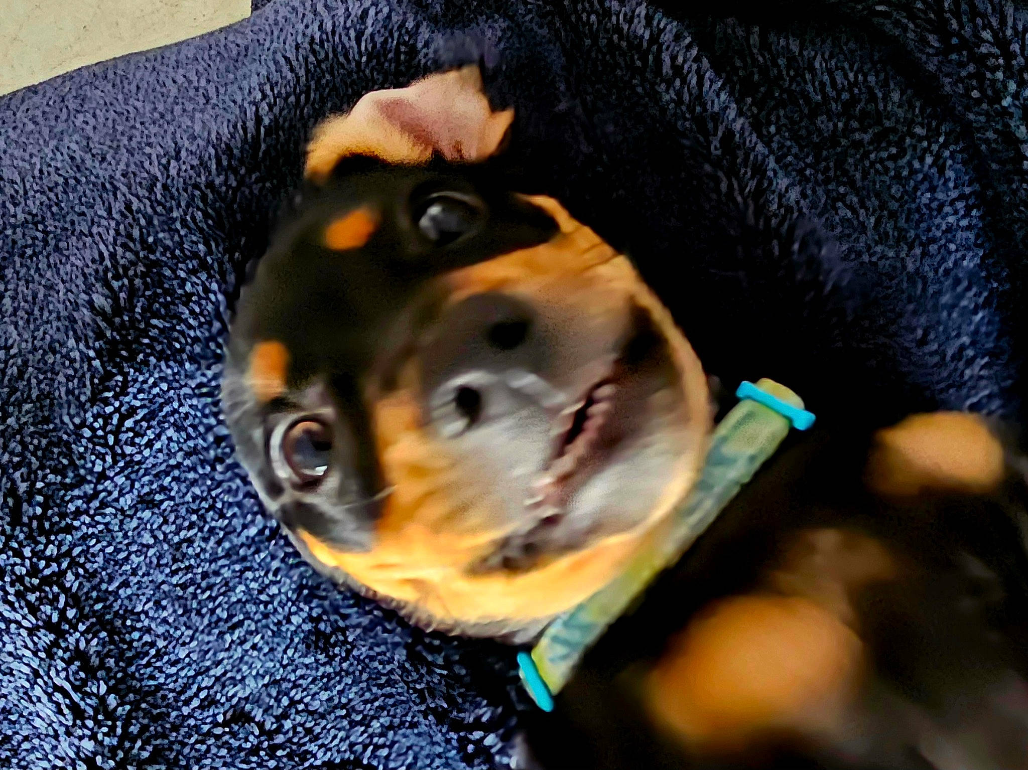 Hana Pa'A joined the competition — help win amazing prizes! carnivore, close_up, companion_dog, dog, dog_breed, dog_clothes, electric_blue, fashion_accessory, fawn, fur, guard_dog, hound, personal_protective_equipment, pet_supply, pinscher, snout, sporting_group, toy_dog, whiskers, working_animal