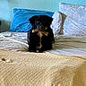 dog, black_dog, pet, bone, bed, bedroom, pillows, bedsheets, blanket, indoor, home, furniture, sitting, fluffy, long_hair, animal, portrait, centered, cozy, playful