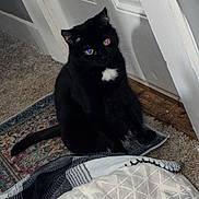Laika is registered to the contest to win money with this photo: black_cat, cat, pet, indoor, carpet, rug, door, blanket, white_patch, fur, animal, curious, sitting, eyes_reflecting, cozy, home, feline, quiet, resting, shadow