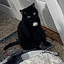 black_cat, cat, pet, indoor, carpet, rug, door, blanket, white_patch, fur, animal, curious, sitting, eyes_reflecting, cozy, home, feline, quiet, resting, shadow