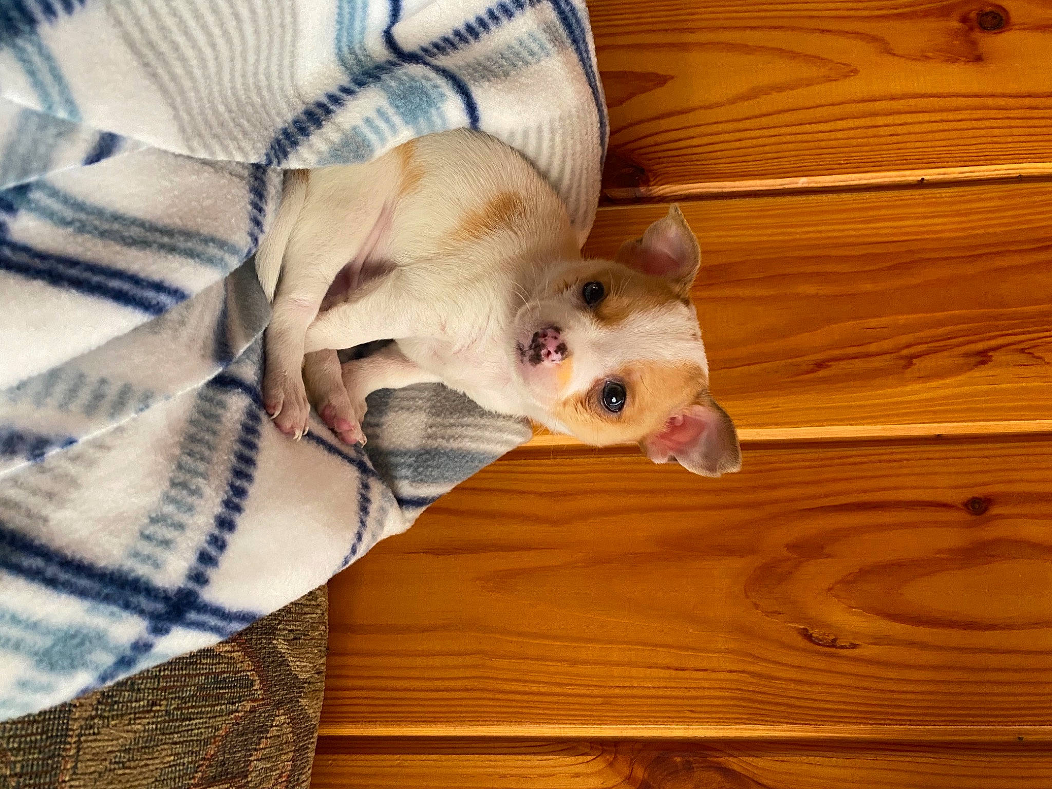 Peanut joined the competition — help win amazing prizes! canidae, carnivore, companion_dog, fawn, ferret, floor, flooring, hardwood, muridae, wood