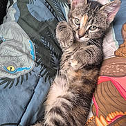 Benny is registered to the contest to win money with this photo: animal, bed, blanket, cat, close_up, colorful, cute, eyes, feline, fur, indoor, kitten, lying_down, paws, pet, resting, soft, tabby, whiskers, young