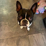 Sora a rejoint le concours — aidez-le/la à gagner de superbes lots ! dog, boston_terrier, pet, canine, black_and_white, portrait, close_up, wide_eyes, upright_ears, indoor, tile_floor, dog_toys, colorful_toys, leash, playful, curious, standing, headshot, home, photography