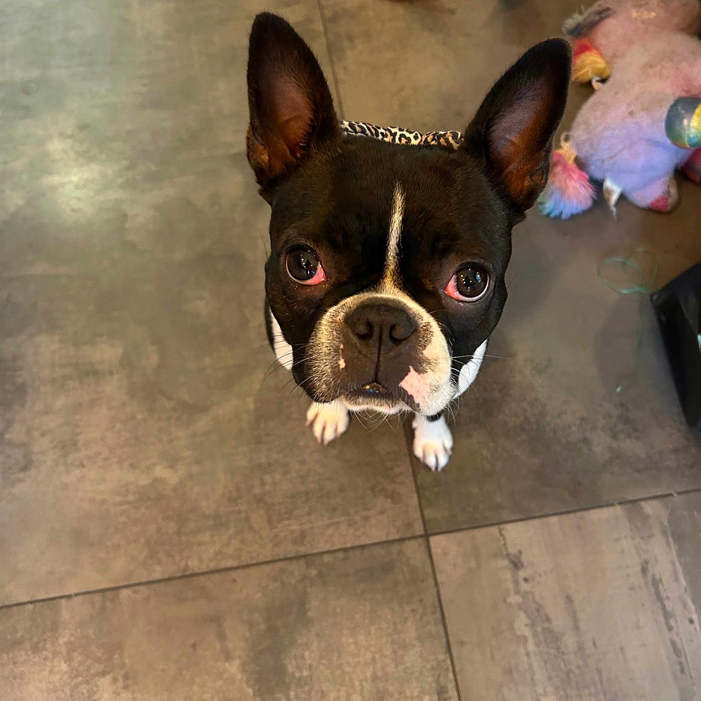 Sora a rejoint le concours — aidez-le/la à gagner de superbes lots ! dog, boston_terrier, pet, canine, black_and_white, portrait, close_up, wide_eyes, upright_ears, indoor, tile_floor, dog_toys, colorful_toys, leash, playful, curious, standing, headshot, home, photography