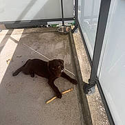 Shiva a rejoint le concours — aidez-le/la à gagner de superbes lots ! animal, balcony, canine, chocolate_labrador, concrete, curious, dog, floor, metal_bowl, outdoor, pet, playful, puppy, railing, resting, shadow, stick, summer, sunlight, young_dog