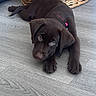 puppy, dog, brown_dog, indoor, floor, wood_floor, basket, pet, cute, laying_down, looking_up, collar, young_dog, animal, domestic_animal, flooring, home, cozy, pet_accessory, resting